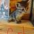 5 kittens 2 thumbnail