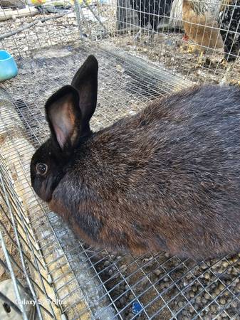 Proven Silver Fox Doe >1.5yrs old 1