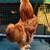 Gallos de Seda (Silkie) 1 thumbnail