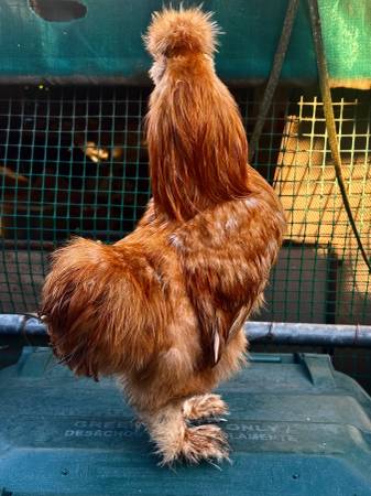 Gallos de Seda (Silkie) 1
