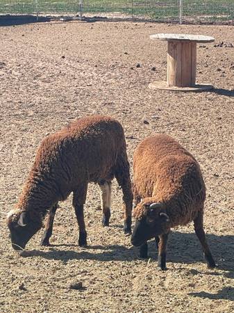 Rams and wether sheep 1