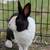 Rabbits 3 thumbnail
