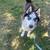 Frosty the Husky needs a home 2 thumbnail