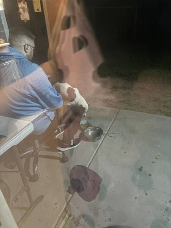 FOUND DOG! /FREE DOG 1