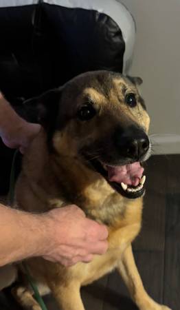 PERRO ENCONTRADO (State College)64036928004739120