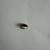 10K Men’s Ring featuring a Black Onyx Setting 8 thumbnail