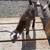 1st generation mini lamancha buck goat 7 thumbnail