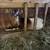 Nigerian dwarf  goats 5 thumbnail