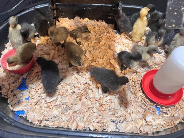 Ducklings 1