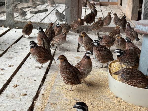 Jumbo Bobwhite Quail 1