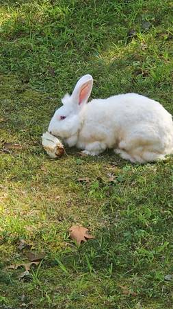 Rabbits( retired seniors) and Jr orange male (Laurel)64673585856771123