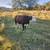 Miniature Hereford 3 thumbnail