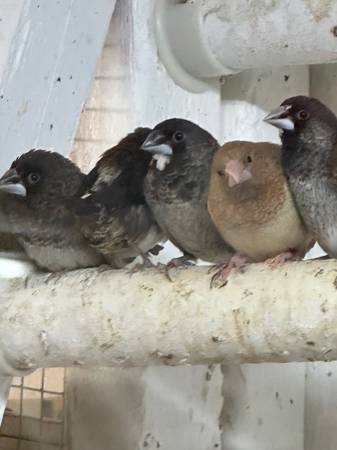 Zebra finch (Elmhurst)63148853023617121
