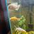 Large oscar fish and 2 goldfish 2 thumbnail