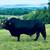 Cattle cows Beefmaster 14 thumbnail