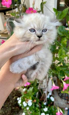 Ragamuffin gatitos machos y hembras ~ (Franklinton)63988255108738122