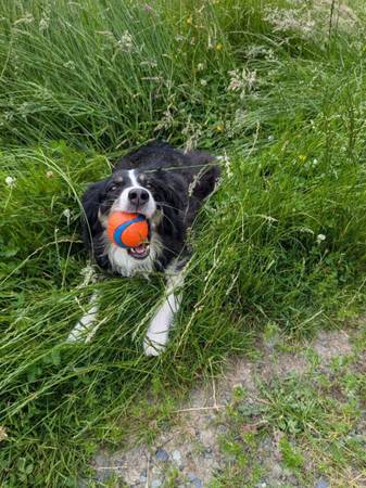 ? ¡Ellie necesita un hogar más relajado! ??? (Snohomish)63942367851651124