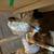 Serama hatching eggs 1 thumbnail