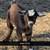 Bottle Baby Fainting Goats 1 thumbnail