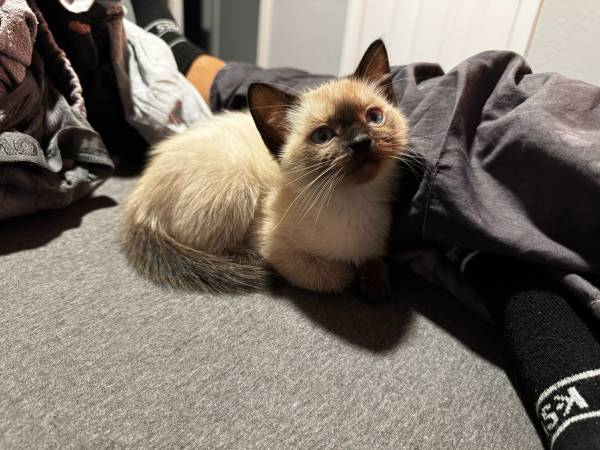 Siamese & Ragdoll 1