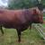 Torito 2 thumbnail