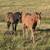 HORSES: Weanling and Yearling Colts and Fillies 2 thumbnail