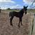 Blue Roan Filly 1 thumbnail