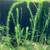 Anacharis aquarium stem plants 5 stems 10”-15” long 1 thumbnail