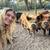 Kunekune pigs 5 thumbnail