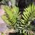 *** CYCADS *cycas Thoursaii* dioon Mejiae + spinulosum * ENCEPHALARTOS 4 thumbnail