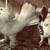 pigeons 8 thumbnail