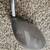 Callaway Big Bertha War Bird, 11 Degree, Driver, RH, Graphite 4 thumbnail
