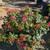 Lantana 6 thumbnail