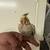 Baby Cockatiels 1 thumbnail
