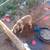 Belgian Shepherd 3 thumbnail
