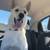 Fostering Is Free!! Supplies Provided! 2 thumbnail