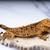 Crested Geckos. 3 thumbnail