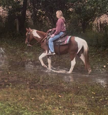 Qh mare 1