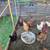 Laying Hens 1 thumbnail
