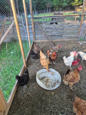 Laying Hens 1