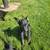 German shepherd/lab pups found close to my home 8 thumbnail