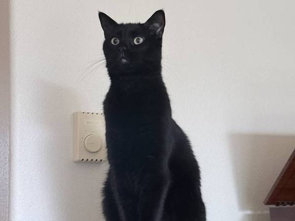 GATA HEMBRA NEGRA PERDIDA (SE de Portland)