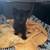 Babby kittens 1 thumbnail