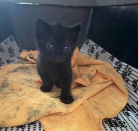 Kittens bebés (Roxboro)