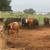Bred heifers 2 thumbnail
