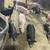 feeder pigs 5 thumbnail