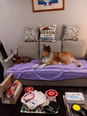 Buscando un hogar temporal para un collie (Toms River)63940721209858120