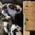 Mini Rex babies 1 thumbnail