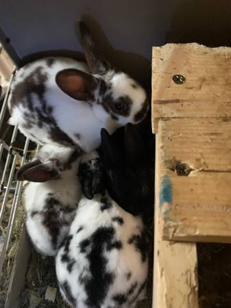 Mini Rex babies 1