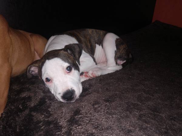 8 Week old female staffy- XL bully puppys (petaluma)64045596750594122